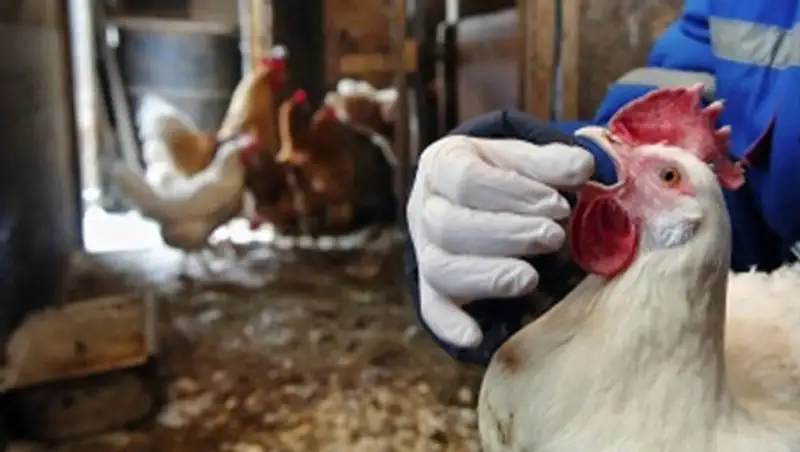 На ферме в Нидерландах обнаружен штамм птичьего гриппа, опасный для человека