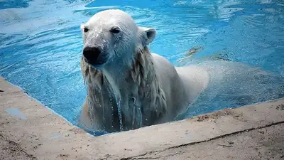 В Алматинском зоопарке показали, как справляются с жарой его обитатели, фото - Новости Zakon.kz от 14.07.2023 20:42