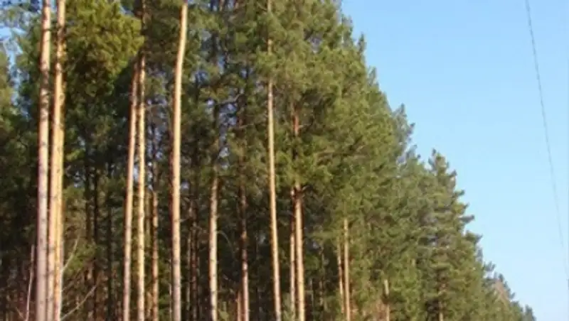 Кулундинский ленточный бор. Ленточный сосновый бор в алтайском крае. Барнаульский ленточный бор. Сосновый бор барнаул лес. Сосновый реликтовый бор пенза.