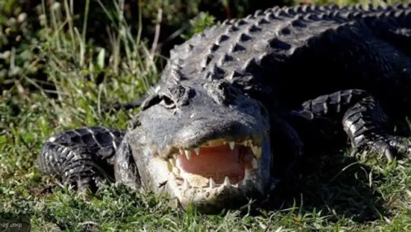 Погоня разъяренного крокодила за охотниками попала на видео