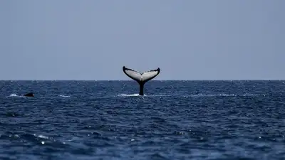 В Японии установили автоматы по продаже китового мяса, фото - Новости Zakon.kz от 29.01.2023 14:34