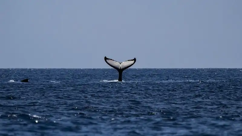 В Японии установили автоматы по продаже китового мяса