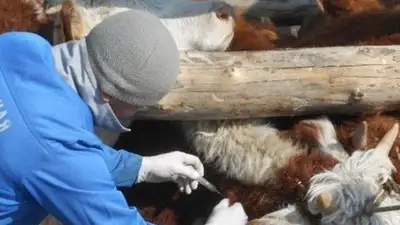 В Абайской области проводится вакцинация сельскохозяйственных животных, фото - Новости Zakon.kz от 15.11.2023 18:22