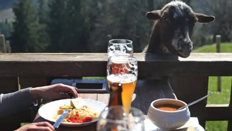 В Индии голодная коза сжевала купюры почти на 1000 долларов