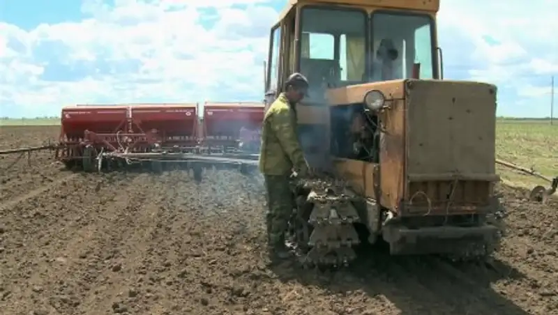 В ЗКО площади посевов сократились из-за дождливой погоды