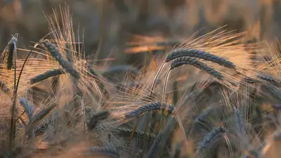 Мажилис одобрил законопроект об органической продукции в первом чтении, фото - Новости Zakon.kz от 27.06.2023 11:22