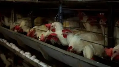 today.kz, фото - Новости Zakon.kz от 09.12.2017 01:43