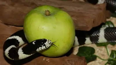 pixabay.com, фото - Новости Zakon.kz от 05.05.2019 17:00