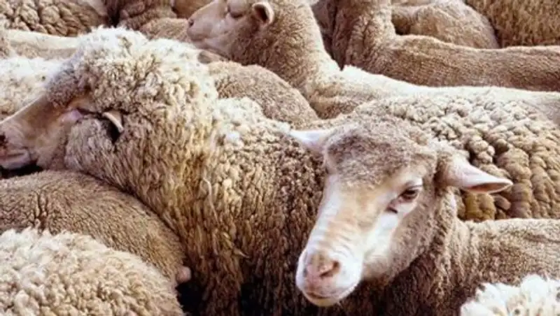 Божко о контрабанде скота: Что в лоб, что по лбу, все равно ущерб наносится