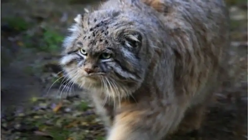 Казахстанских манулов пересчитали российские ученые