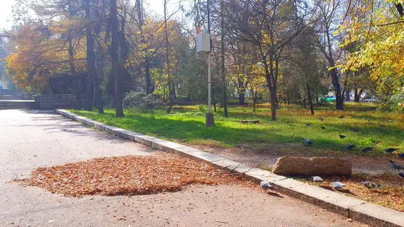 уборка листвы в Алматы, фото - Новости Zakon.kz от 10.11.2023 17:05