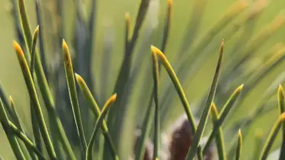 В Костанайской области засыхают высаженные на месте пожара деревья , фото - Новости Zakon.kz от 25.06.2023 06:22