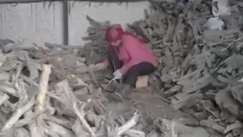 Алматинская прокуратура выявляет факты игнорирования запрета на вырубку саксаула