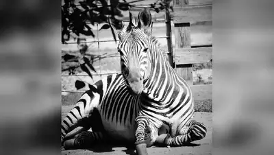 В зоопарке Алматы зебре по кличке Ричард провели эвтаназию, фото - Новости Zakon.kz от 08.09.2022 16:28