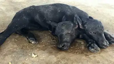 Zakon.kz, фото - Новости Zakon.kz от 03.10.2017 19:32