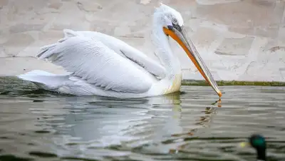 azovzoo.com, фото - Новости Zakon.kz от 29.11.2019 12:28