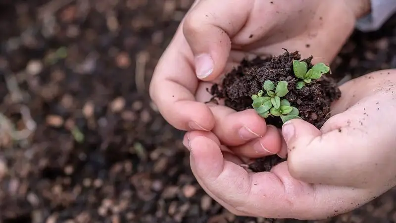 Сенатор попросил выделить 3,5 млрд тенге фермерам Жетысуской области