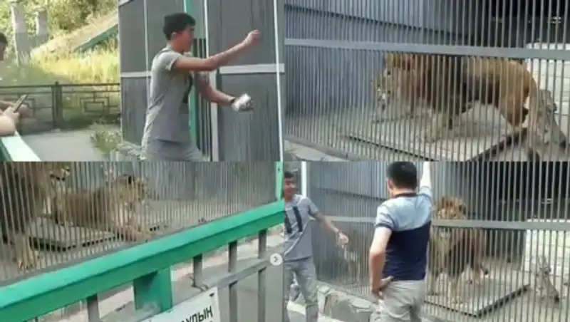 Установлены хулиганы, закидавшие льва камнями в зоопарке Караганды