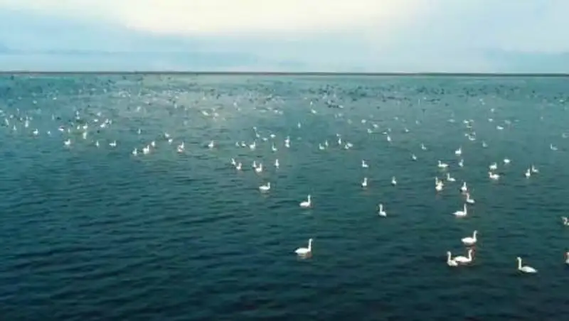 Автор ролика с фламинго на Караколе снял новое видео