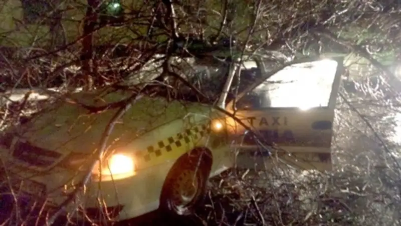 В Темиртау дерево упало на движущееся такси