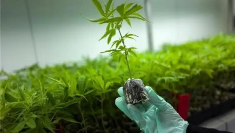 Марихуана поможет Греции выйти из кризиса