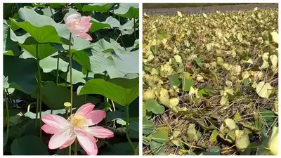 лотосы на Первомайских прудах, фото - Новости Zakon.kz от 08.09.2023 19:05