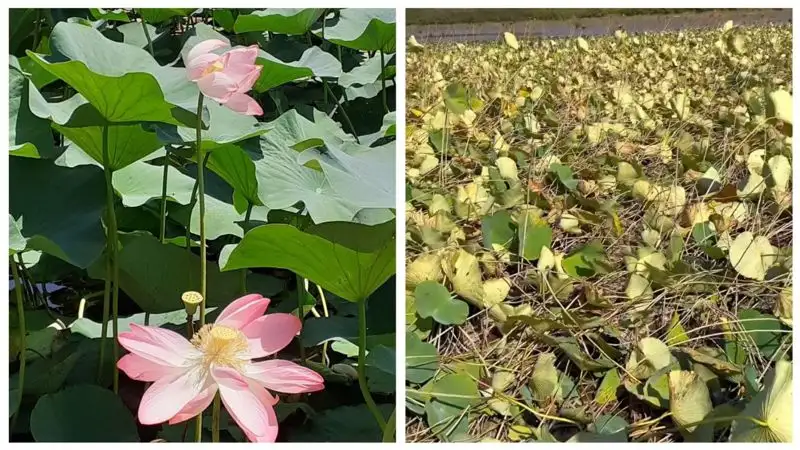 Лотосы на Первомайских прудах – "всё"?