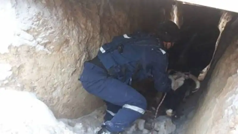 Корова провалилась в выгребную яму туалета в Семее