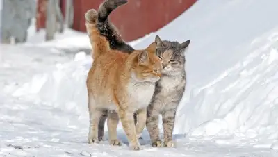 Zakon.kz, фото - Новости Zakon.kz от 18.03.2015 14:56