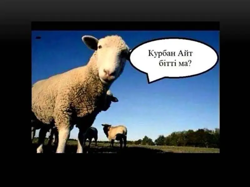 Популярные демотиваторы: чиновник, избивший женщину, праздник «Кредит жабу» и баран, переживший Курбан айт, фото - Новости Zakon.kz от 24.10.2013 16:23