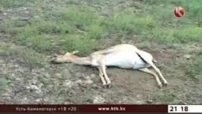 Zakon.kz, фото - Новости Zakon.kz от 14.05.2015 12:17