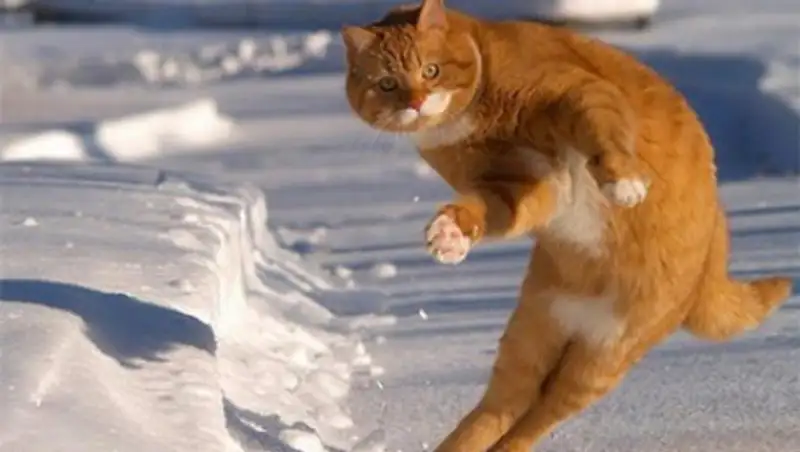 В сети обнаружили кота-чемпиона по футболу по кличке Котиньо