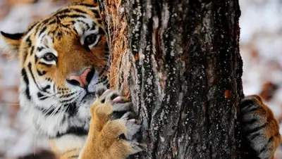 Zakon.kz, фото - Новости Zakon.kz от 19.01.2016 20:02