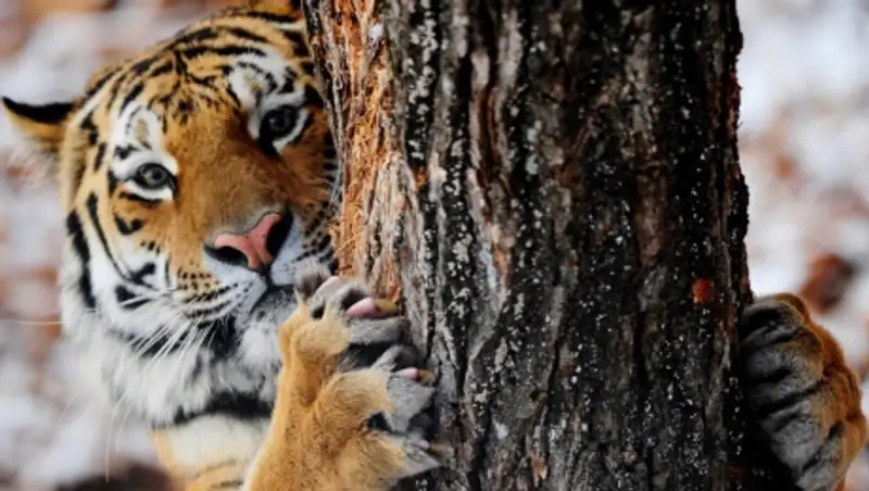 Тигр Амур учит козла Тимура древолазанию