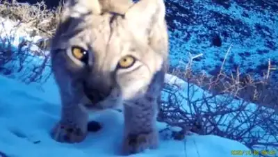 кадр из видео, фото - Новости Zakon.kz от 03.03.2021 14:49