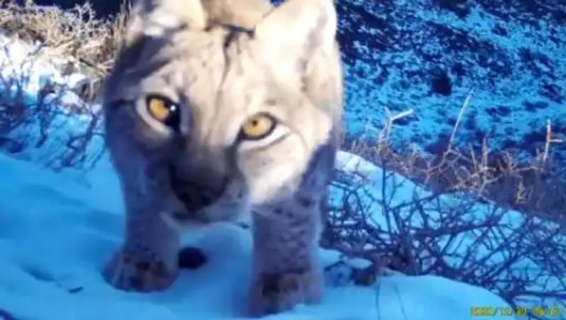 Краснокнижная рысь попала в фотоловушки в Чарыне