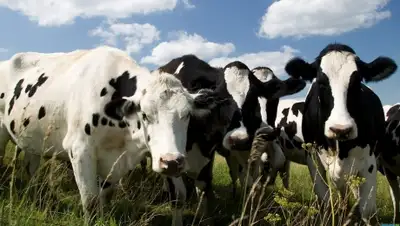 Zakon.kz, фото - Новости Zakon.kz от 25.12.2014 02:38