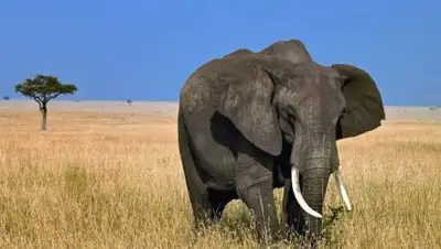 animalreader.ru, фото - Новости Zakon.kz от 04.12.2020 12:02