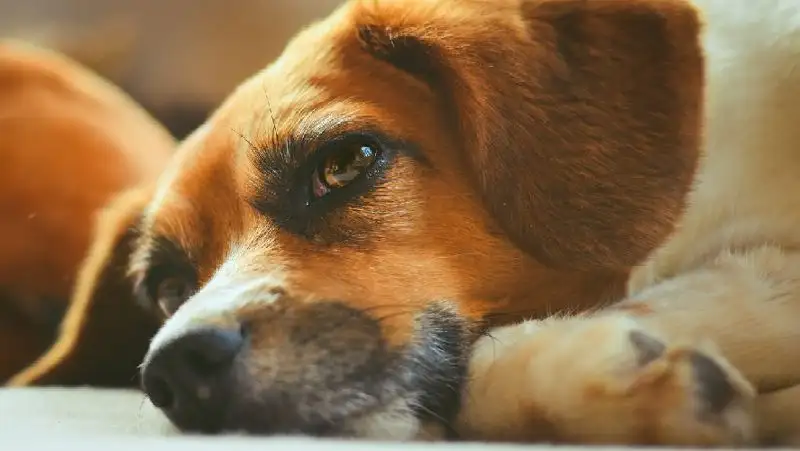 Видео с привязанной к машине собакой шокировало казахстанцев