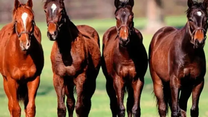 Скотокрады угнали лошадей на восемь миллионов тенге в ЗКО