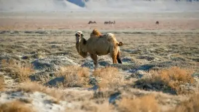 Zakon.kz, фото - Новости Zakon.kz от 07.07.2017 02:33