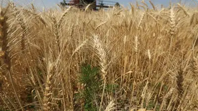 ответы МСХ по квотам на вывоз пшеницы и муки, фото - Новости Zakon.kz от 19.04.2022 15:57