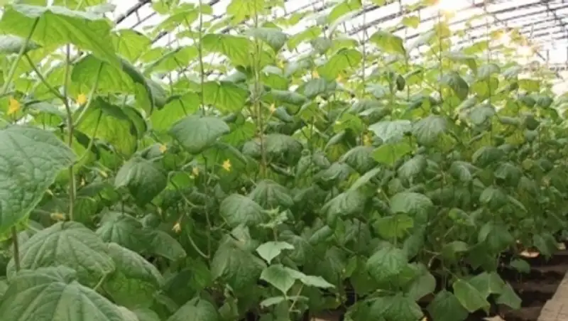 В Темиртау посредством классической музыки вырастили первый урожай огурцов