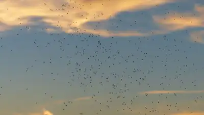 В акимате ответили на жалобы алматинцев на мошкару, фото - Новости Zakon.kz от 24.05.2023 13:39