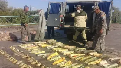 Пресс-служба Комитета лесного хозяйства и животного мира, фото - Новости Zakon.kz от 21.09.2019 13:08