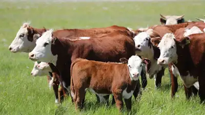 Как городская семья переехала на село и занимается сельским хозяйством, фото - Новости Zakon.kz от 14.09.2023 17:04