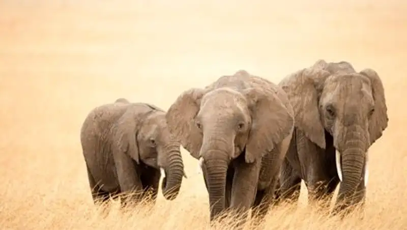 20 июня мир отмечает День защиты слонов в зоопарках