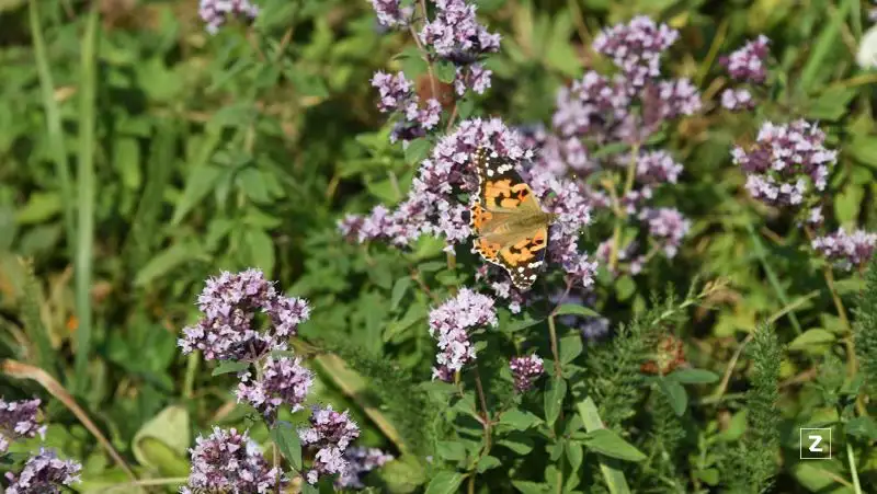 Март будет теплым и дождливым – «Казгидромет»