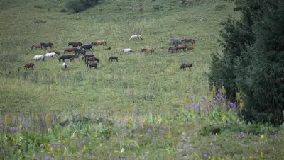 изменились правила проведения торгов по земельным участкам, фото - Новости Zakon.kz от 28.07.2022 14:38
