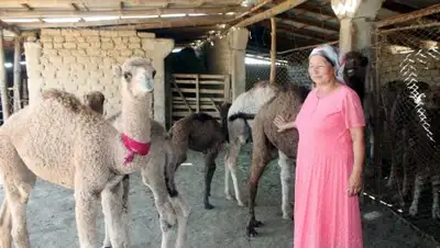 Zakon.kz, фото - Новости Zakon.kz от 10.08.2017 16:58